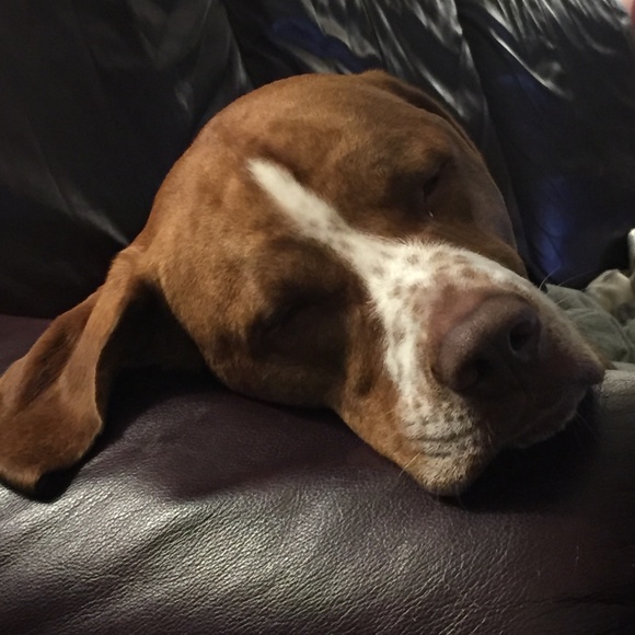 Meet your Posher, Ansley - Picture 6 of 8